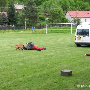 Slovenskí a českí psovodi spoločne cvičia